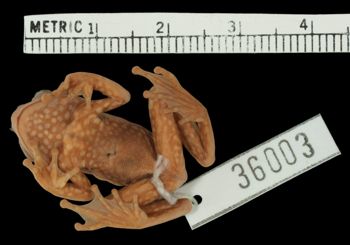 Media type: image;   Herpetology A-36003 Aspect: ventral